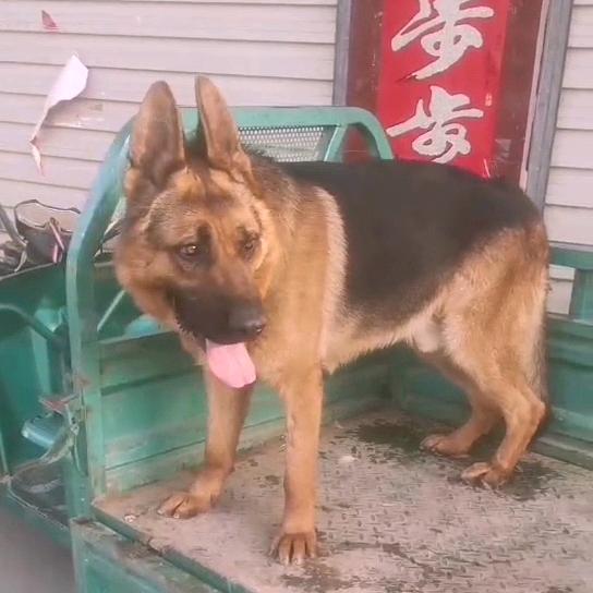 小赵犬业