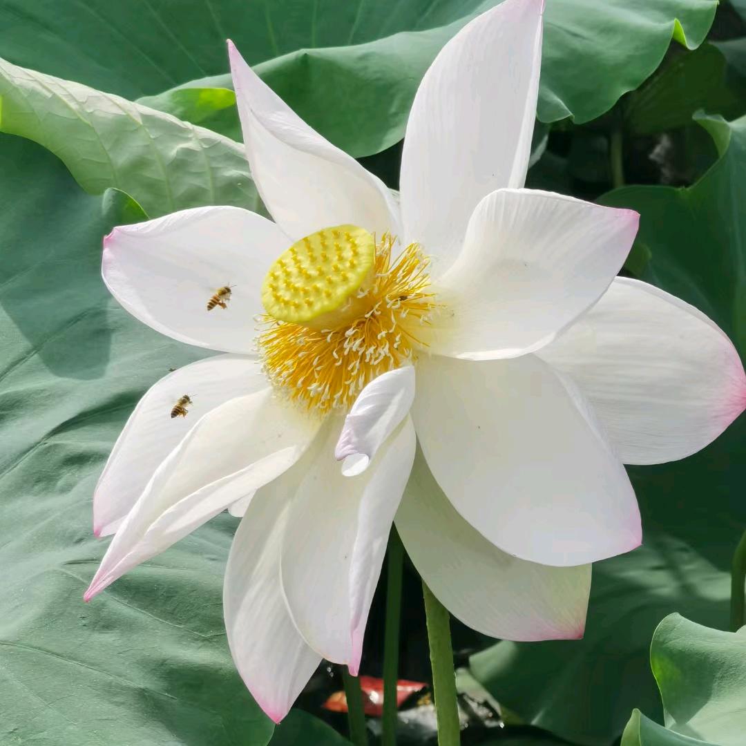 越过山丘