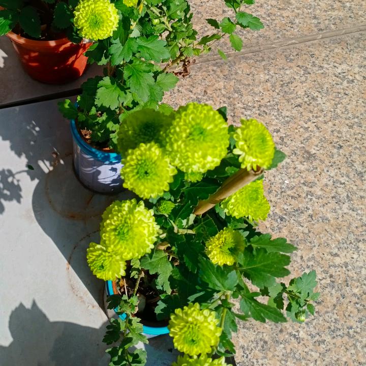 爆笑春春