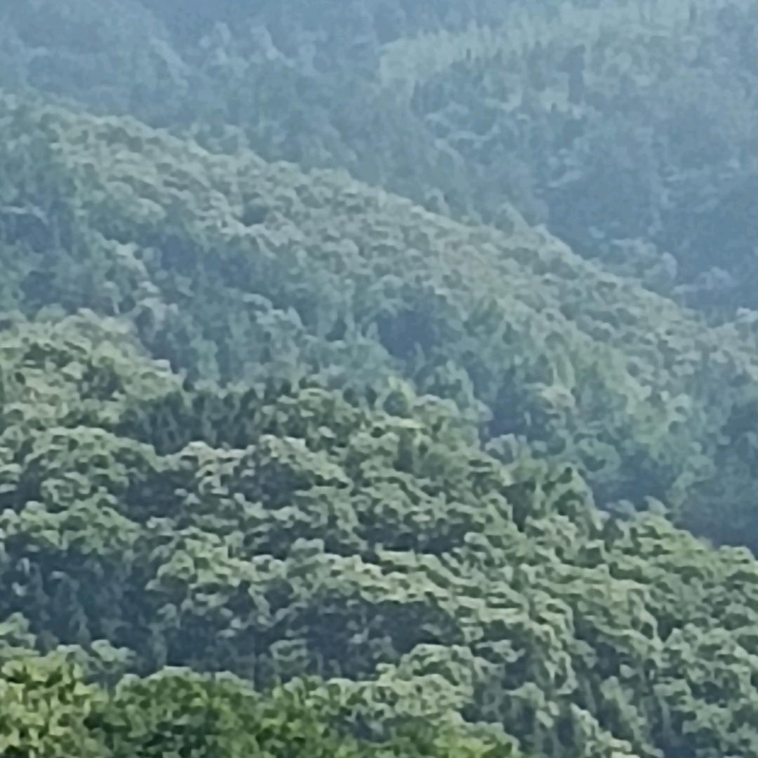 宝哥爱钓鱼
