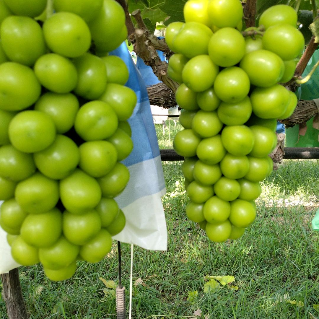 萄宝有机葡萄园
