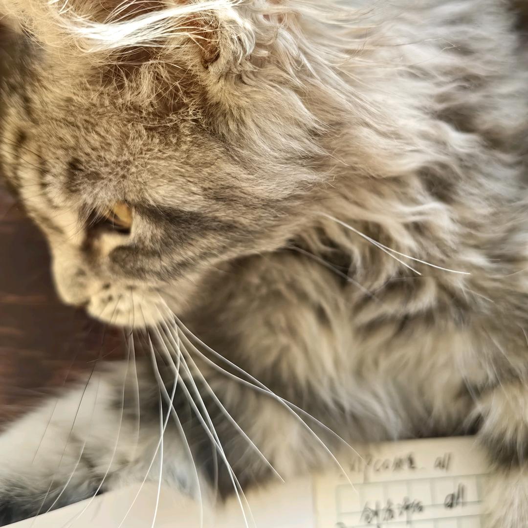 椰椰耶