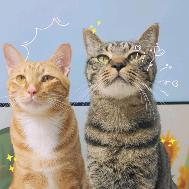猫小咪