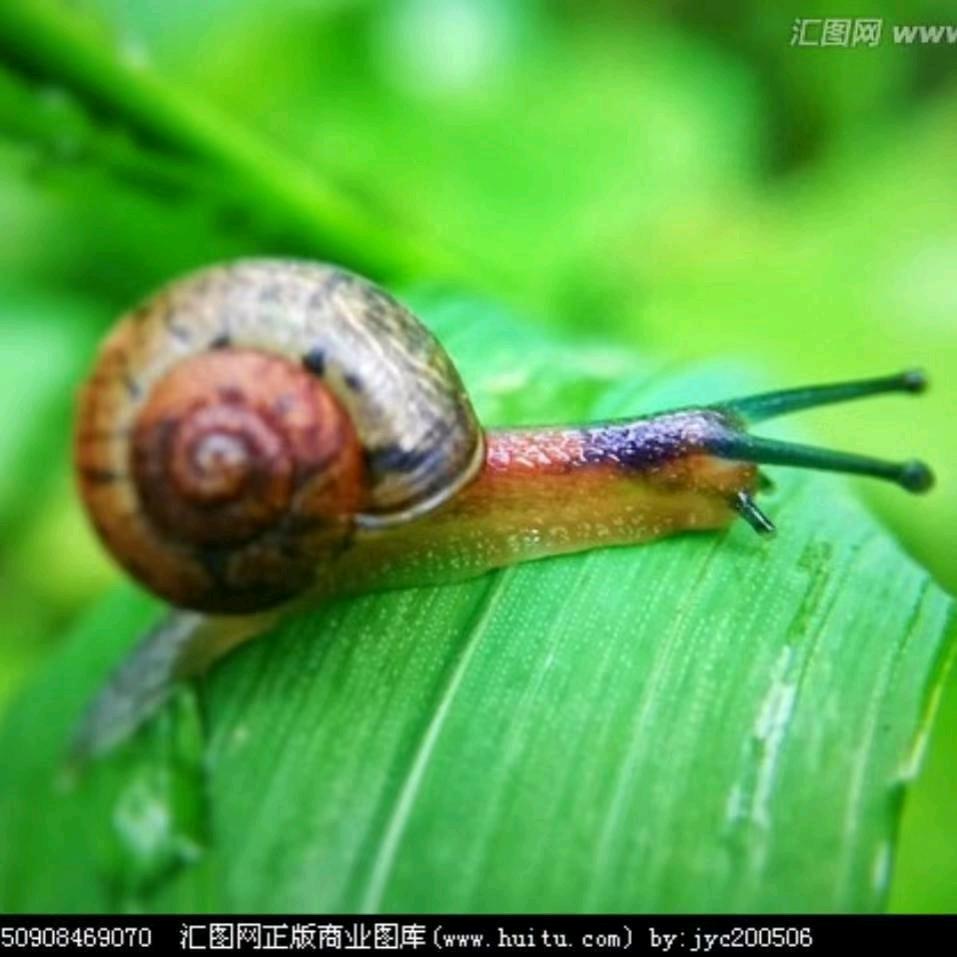 snail