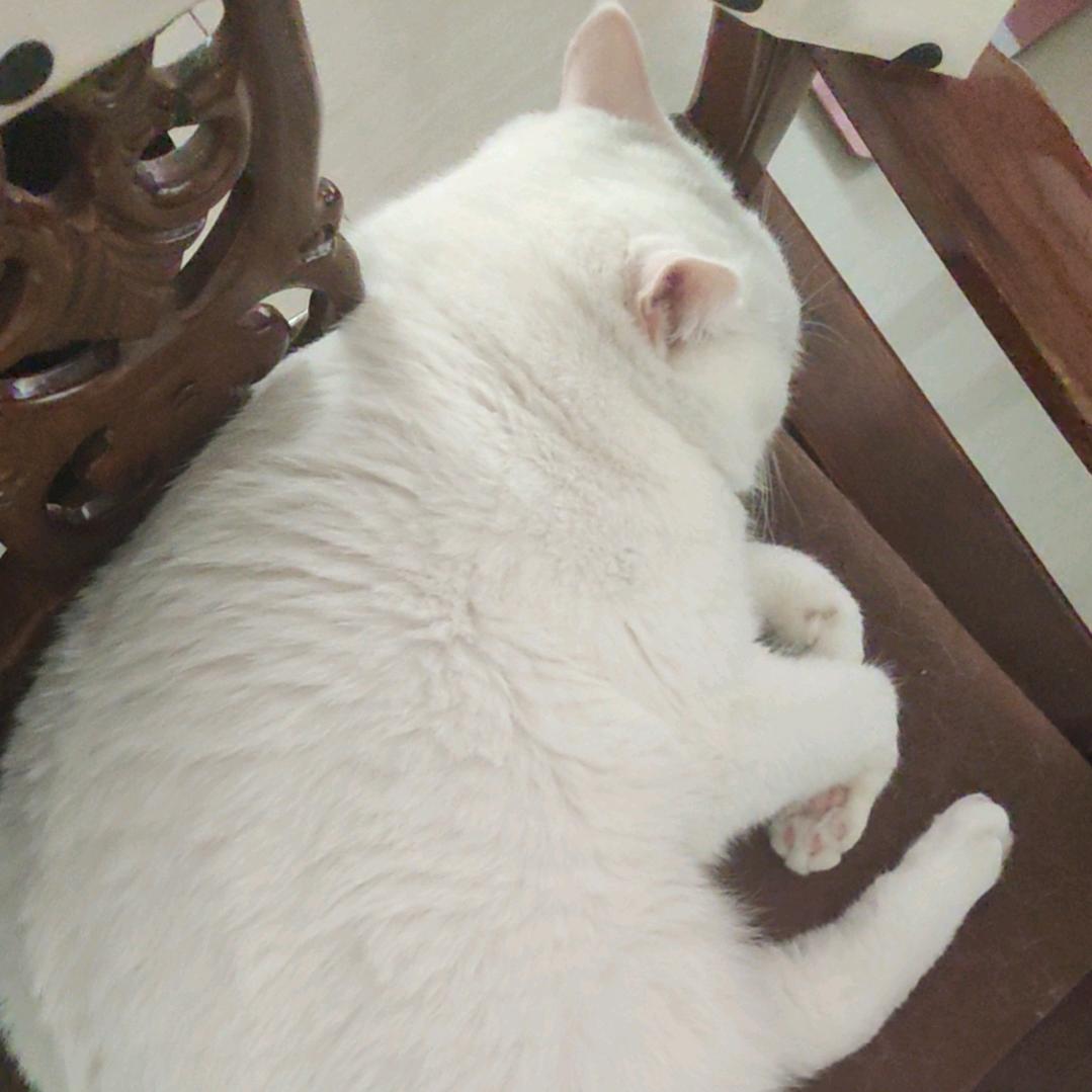 桃衣衣