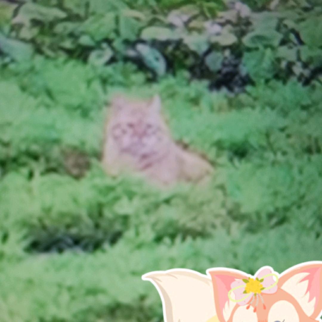 老黄咪头像