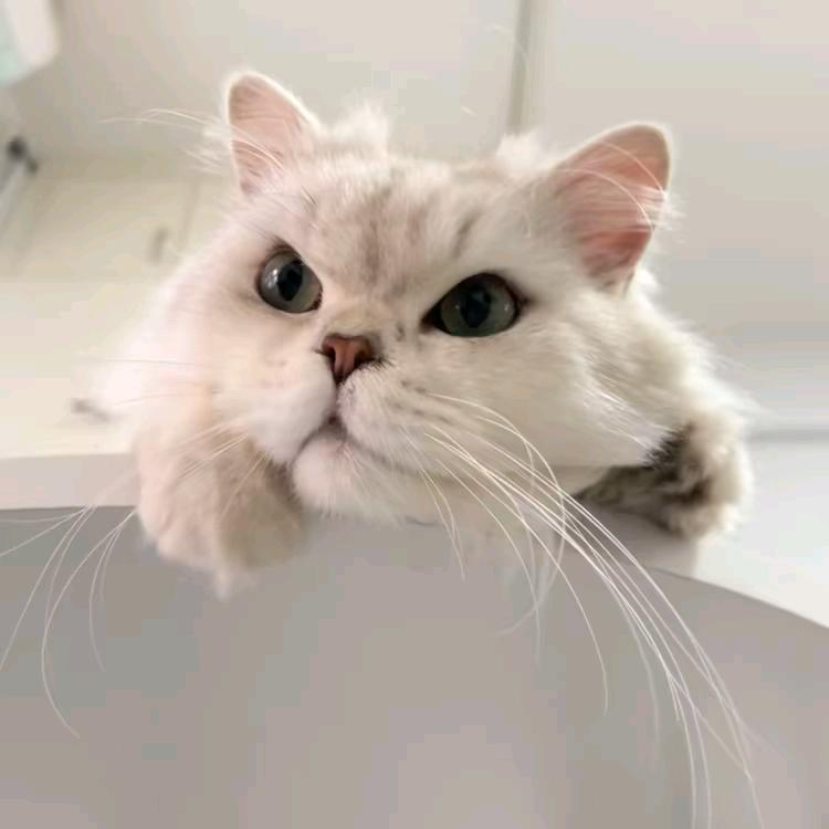 小熊短剧