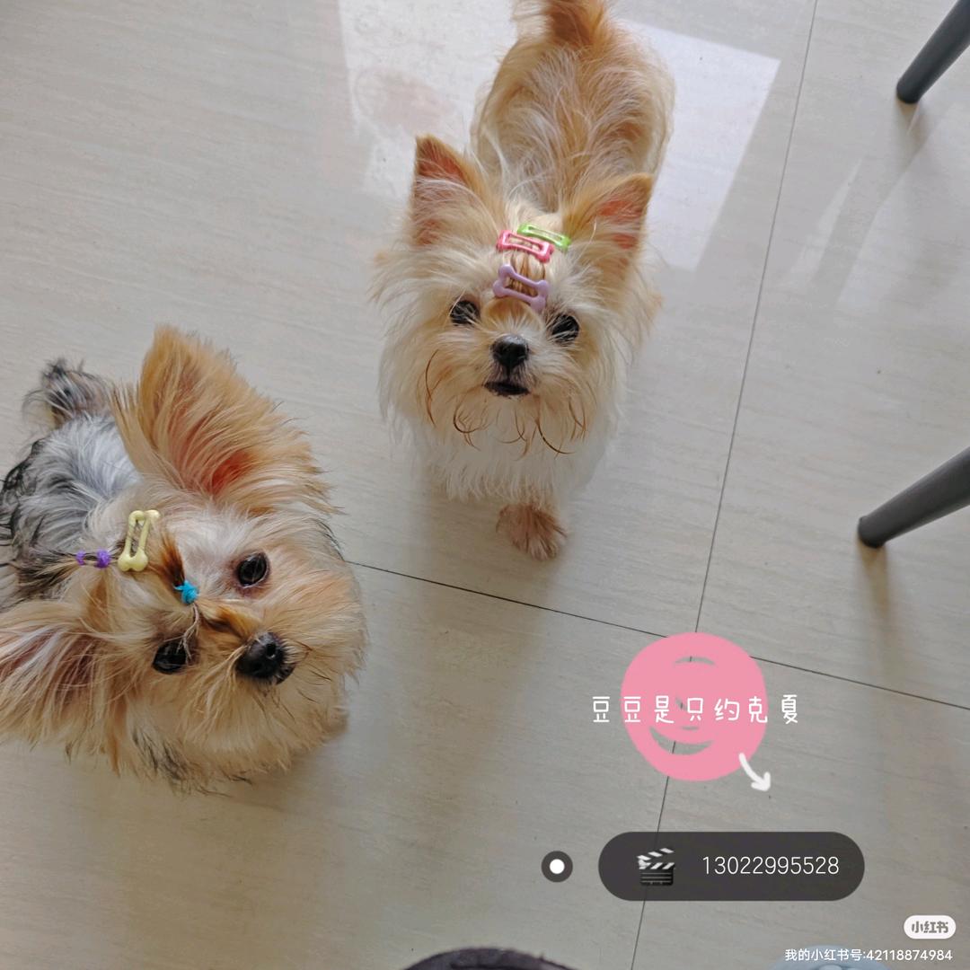 豆豆是只约克夏