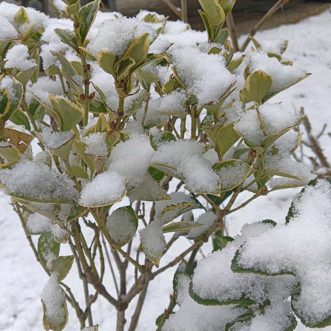 龍泽长官（三角洲行动）