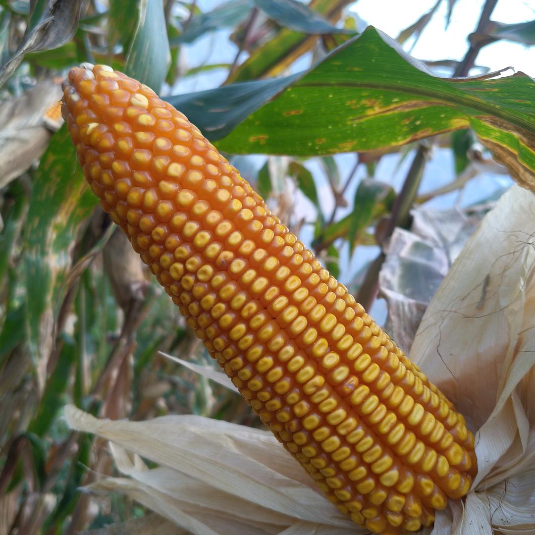 山卡卡的小阿姨