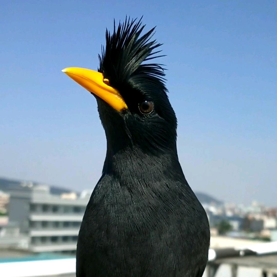 中原鹩哥八哥养殖