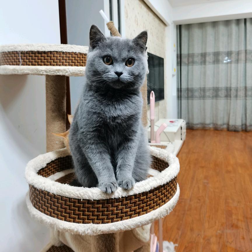 黑猫警长有DIY副屏