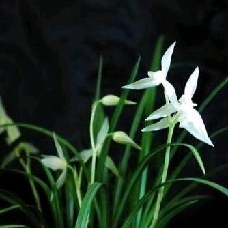小兰兰