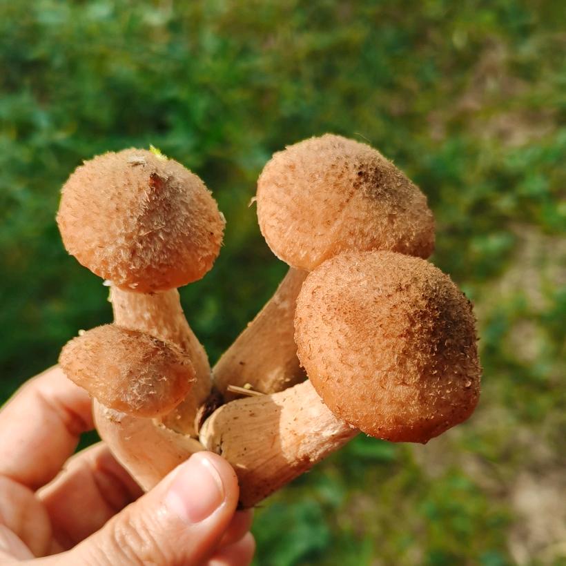 洋小闹