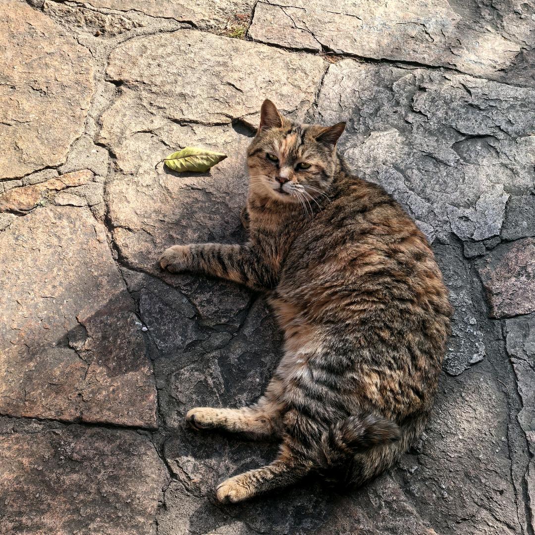 时而话多的Mandy