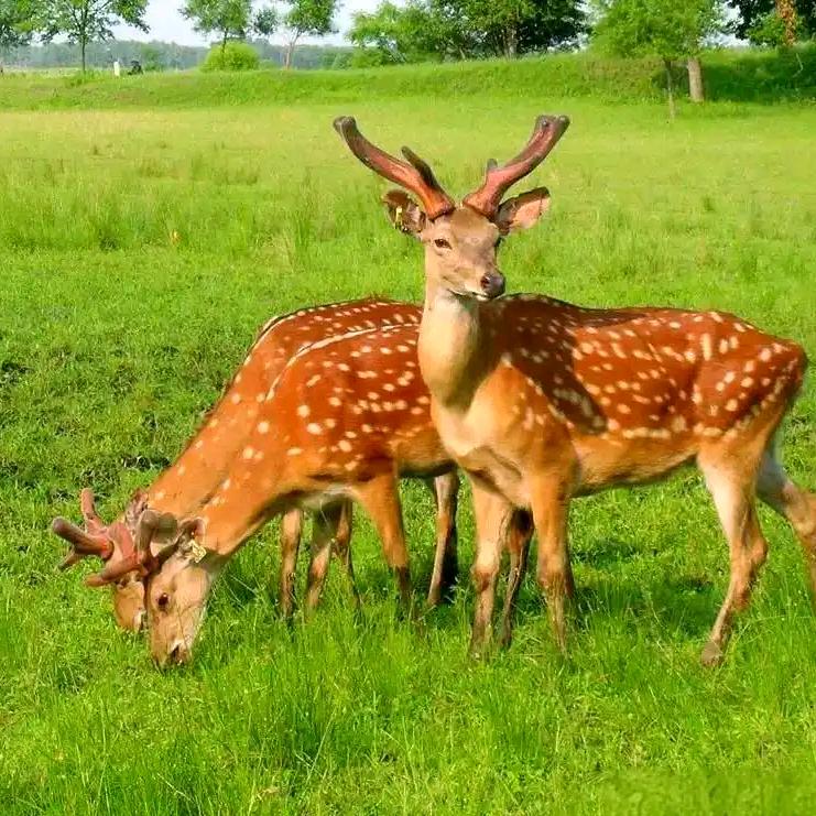 呦呦YoYo故事学堂