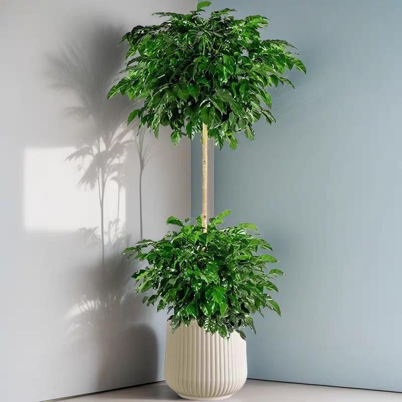 金满福园艺-丽丽