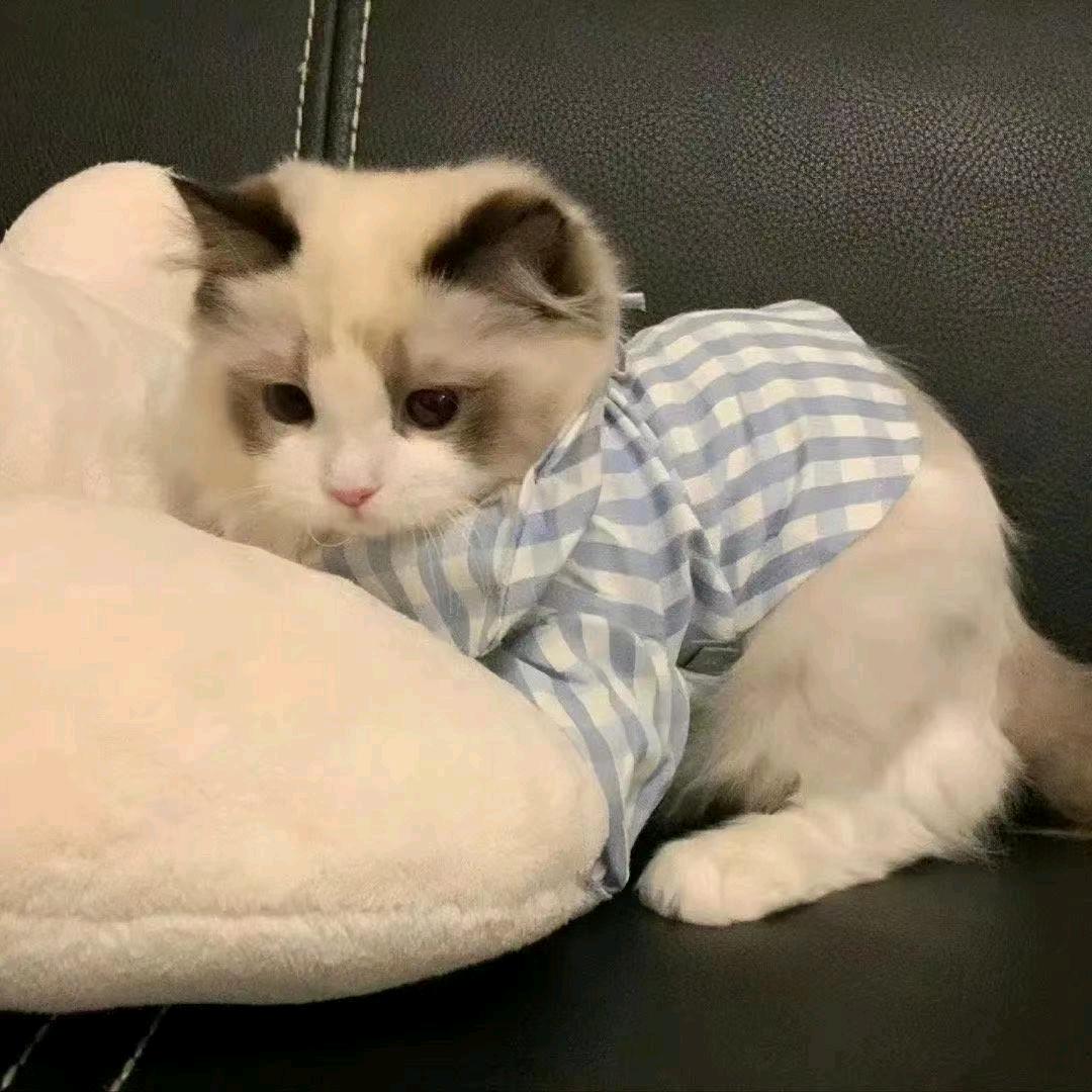 念安