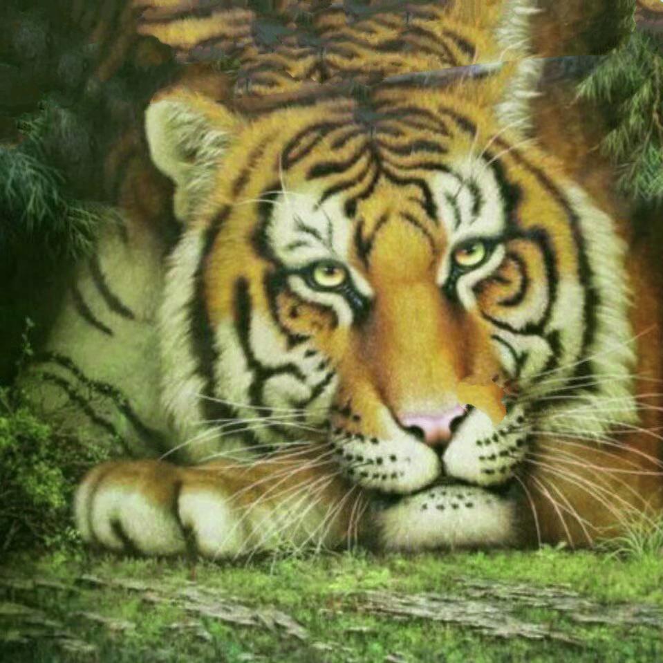 天上会飞的老虎