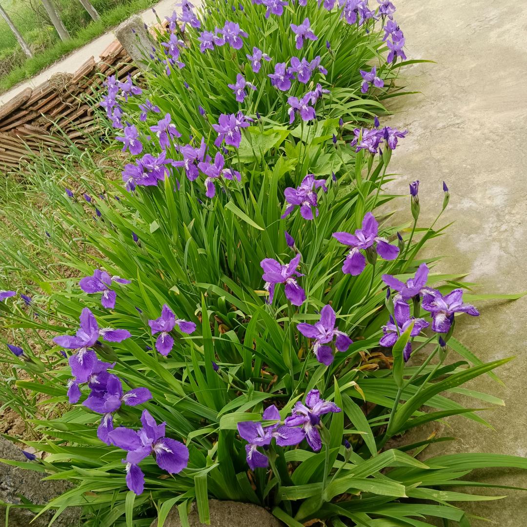 小蜜蜂