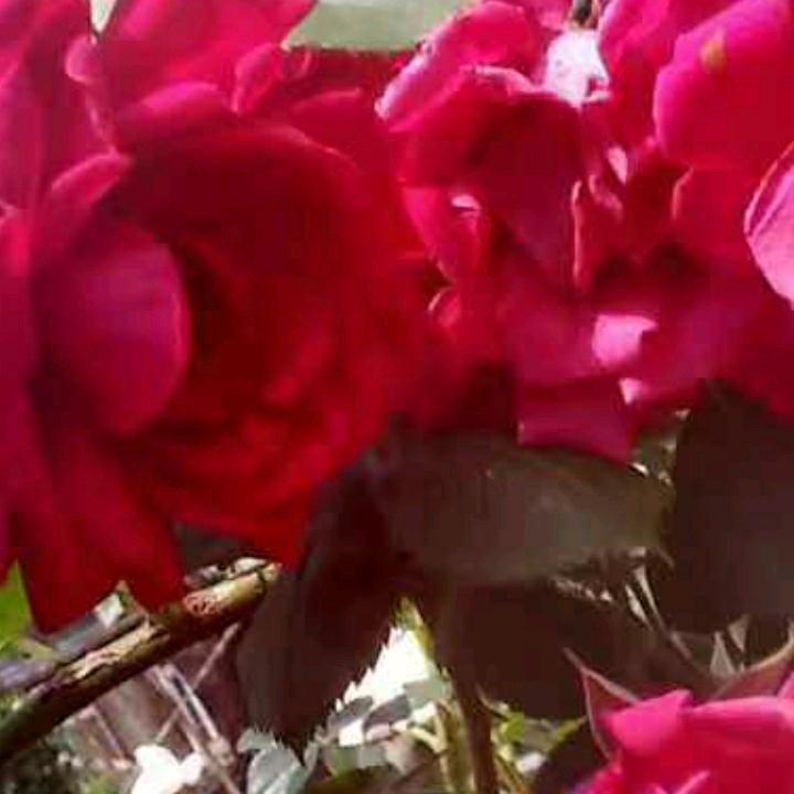 美丽人人。。。