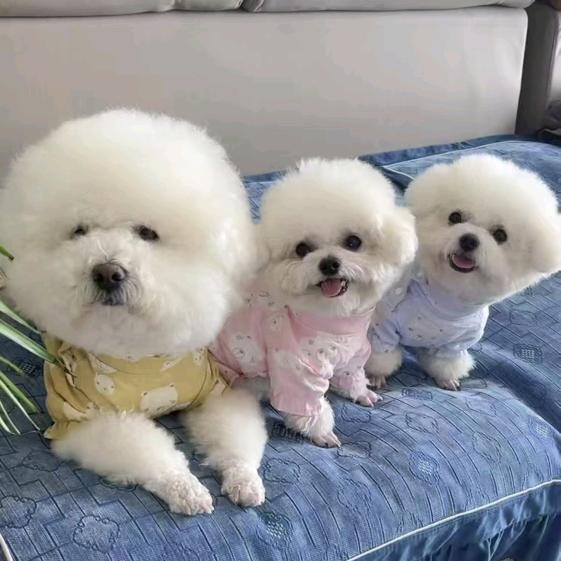 泪痕清三宝宠物用品