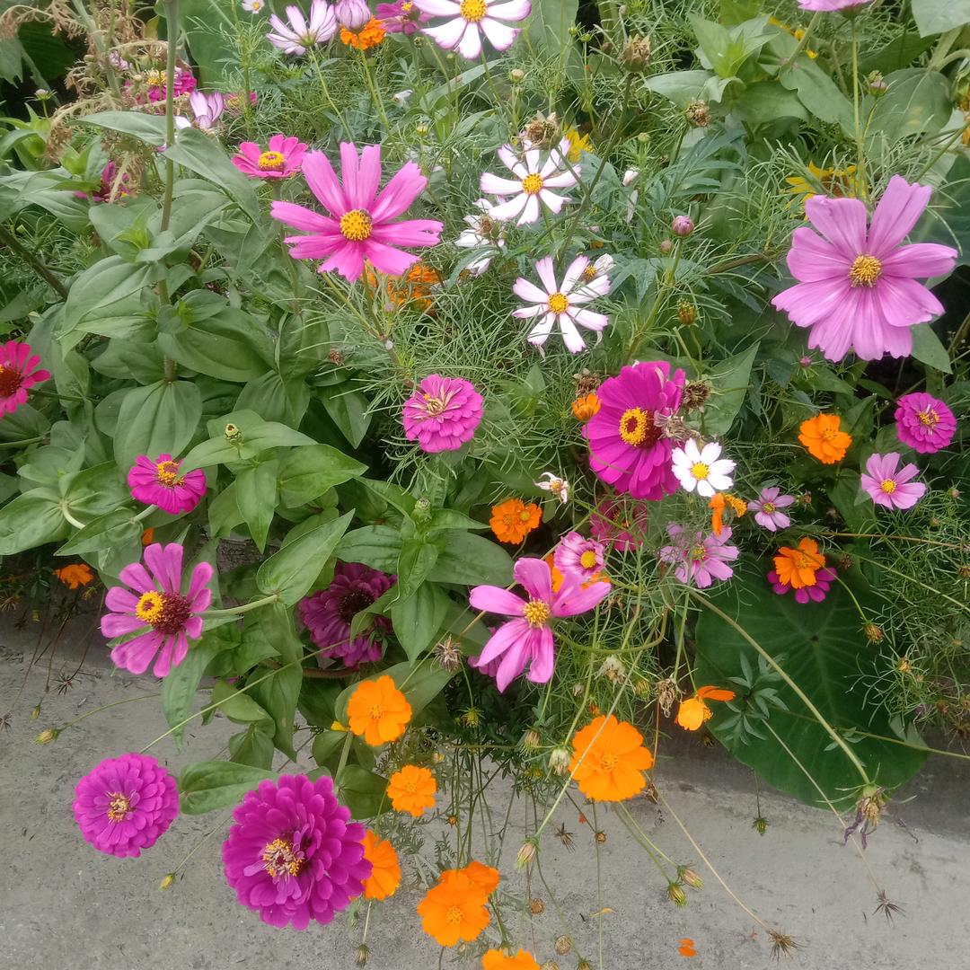 锦上添花