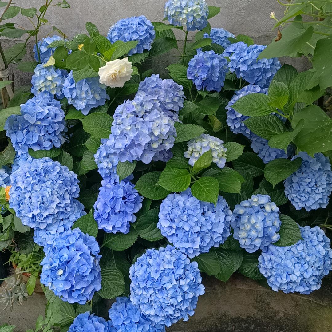 小番茄炒蛋