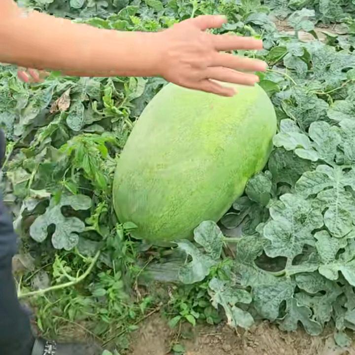 田园西瓜哥