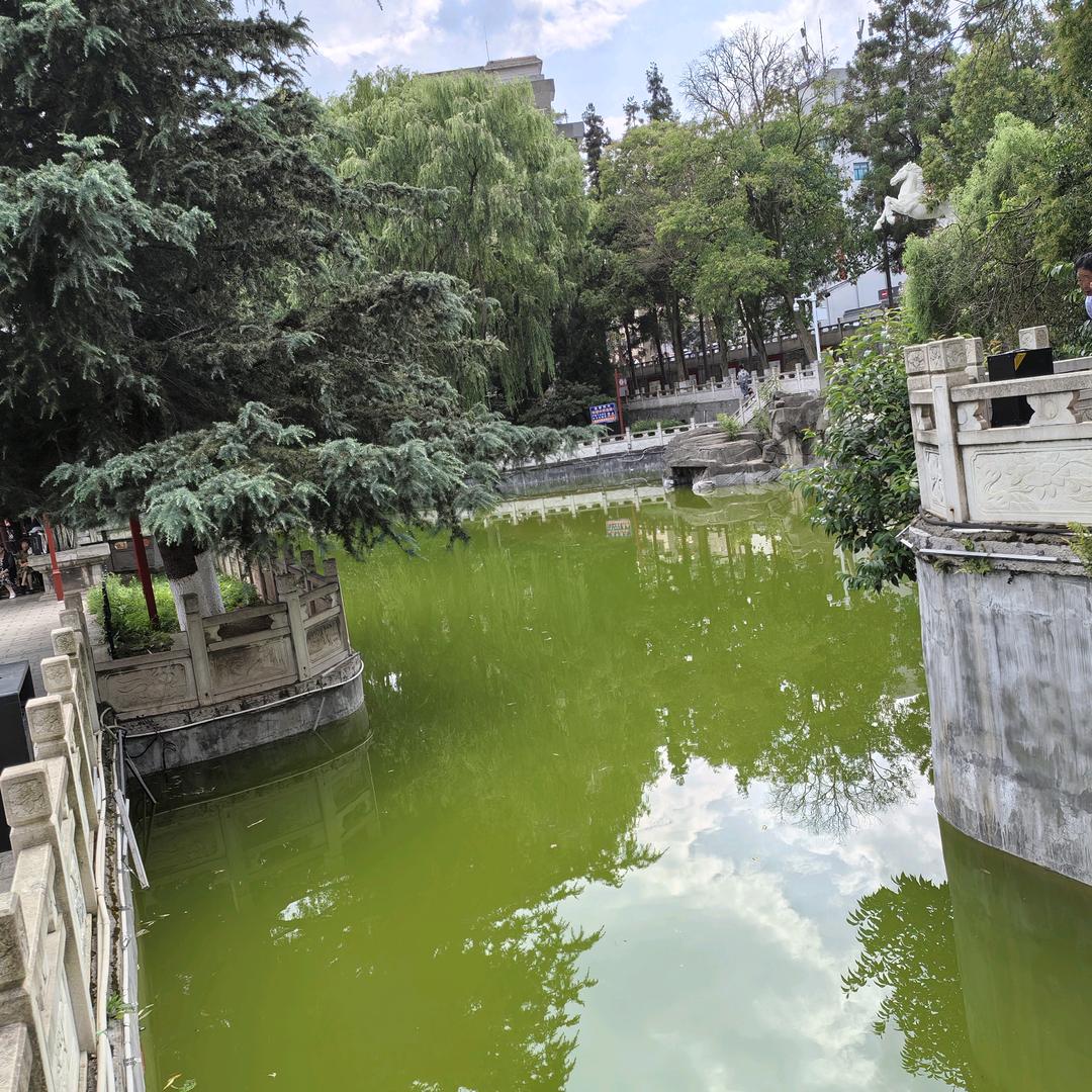 无依无靠的独狼