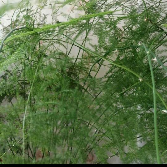 絮絮优选