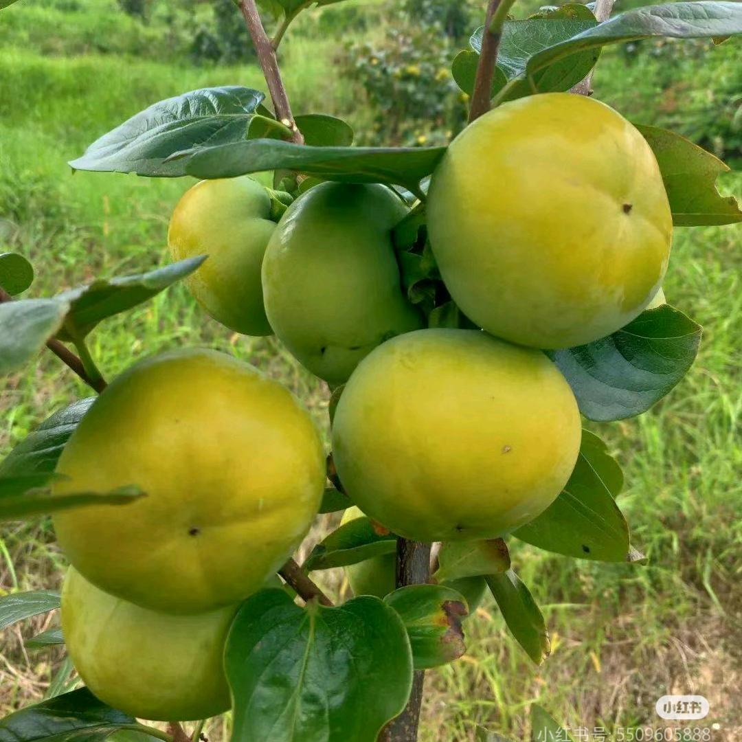 昭通垣禾农业有限公司企业店