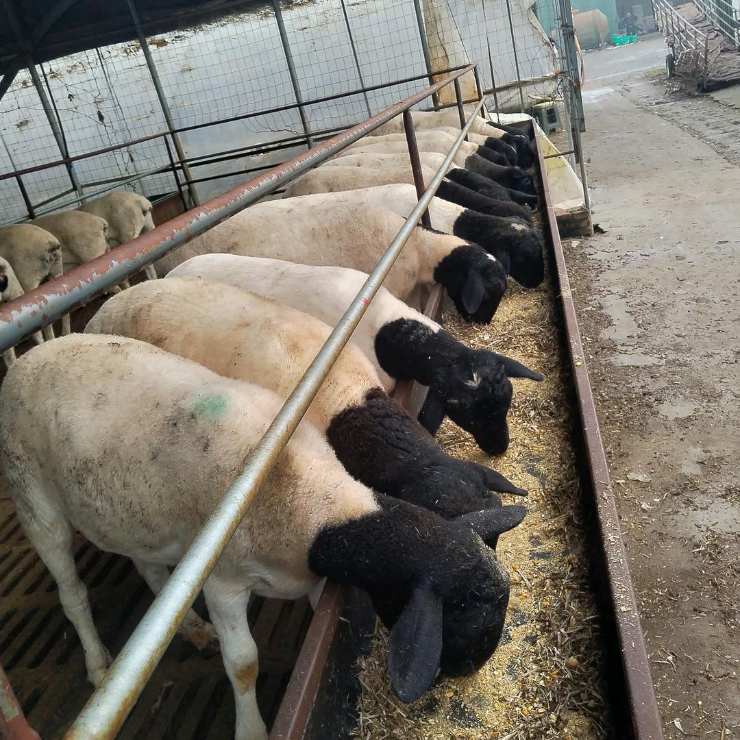 种羊养殖