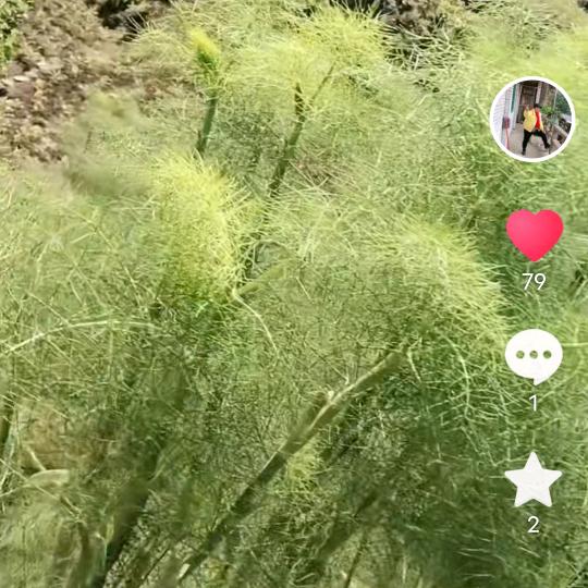 水中花