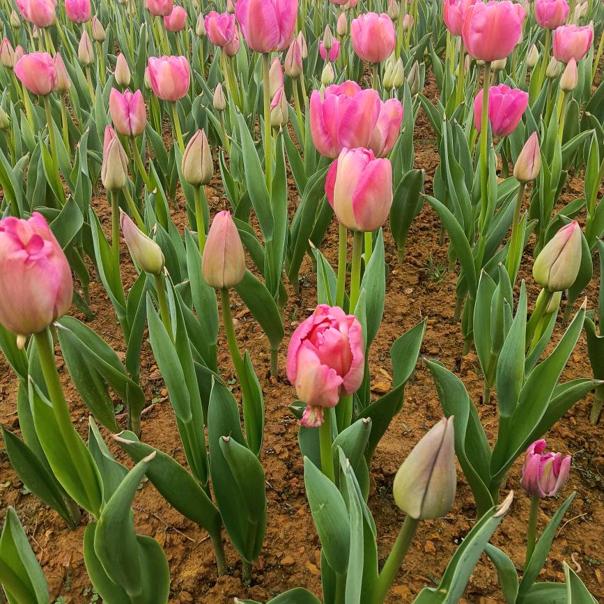 紫丁香