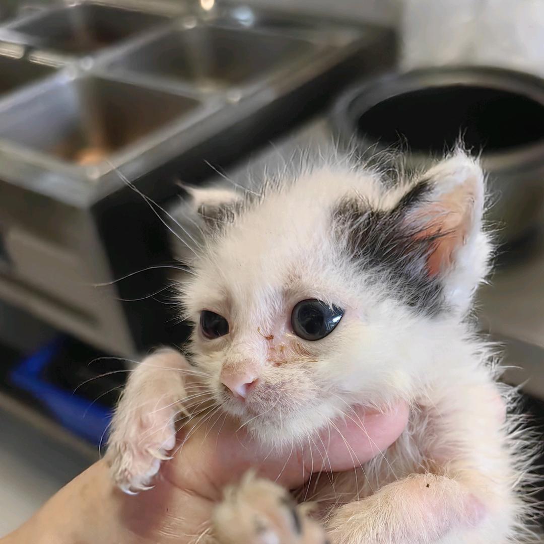 临安小余生煎✨✨✨✨✨