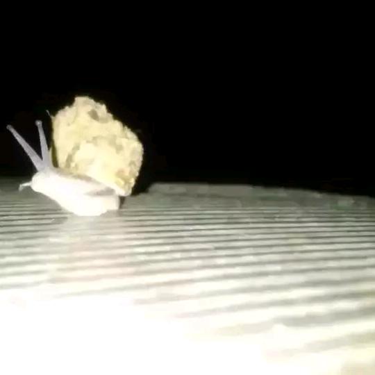 小白条