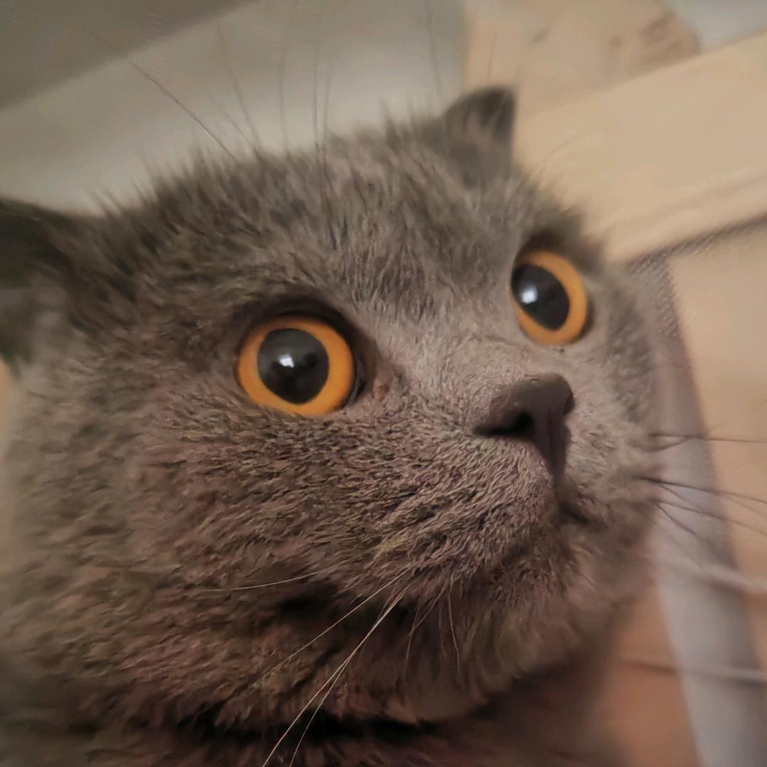 佳佳猫