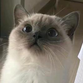 暹罗萌宠猫舍（买😺丝我）