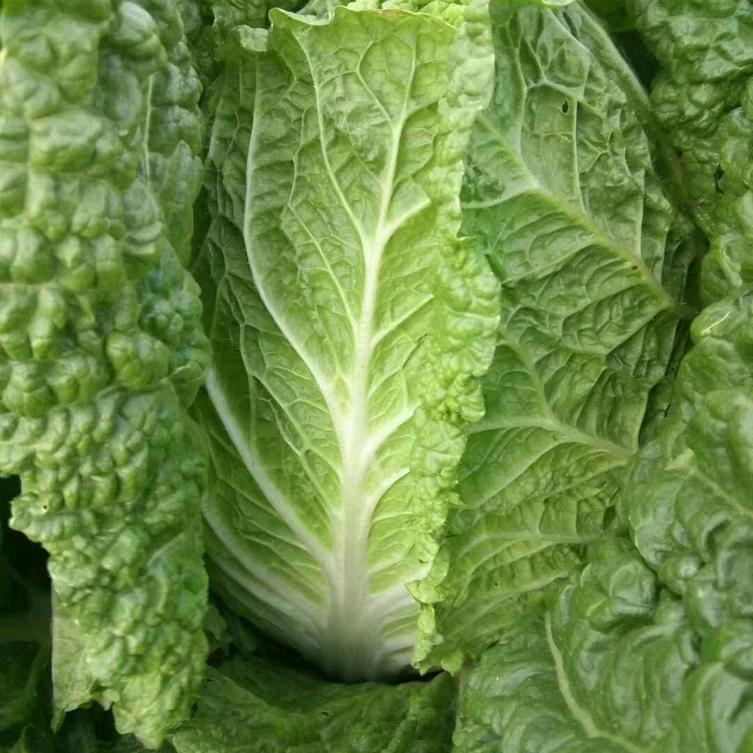 仁仓白菜土豆蔬菜批发