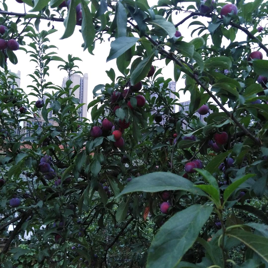 心愿家战狼