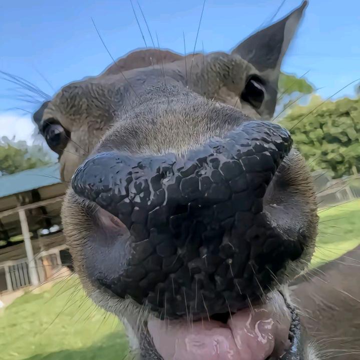 哎嘿嘿嘿头像