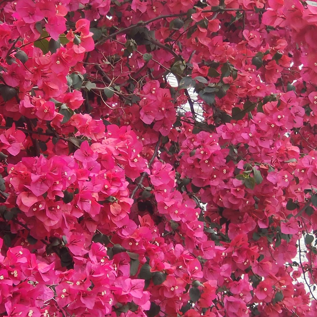 美好的人生