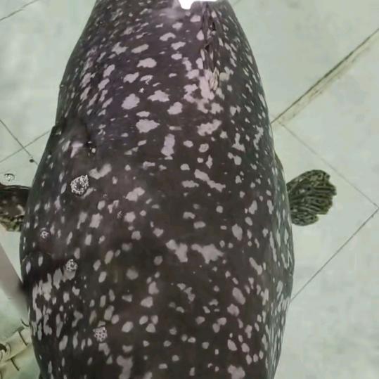 陈百万
