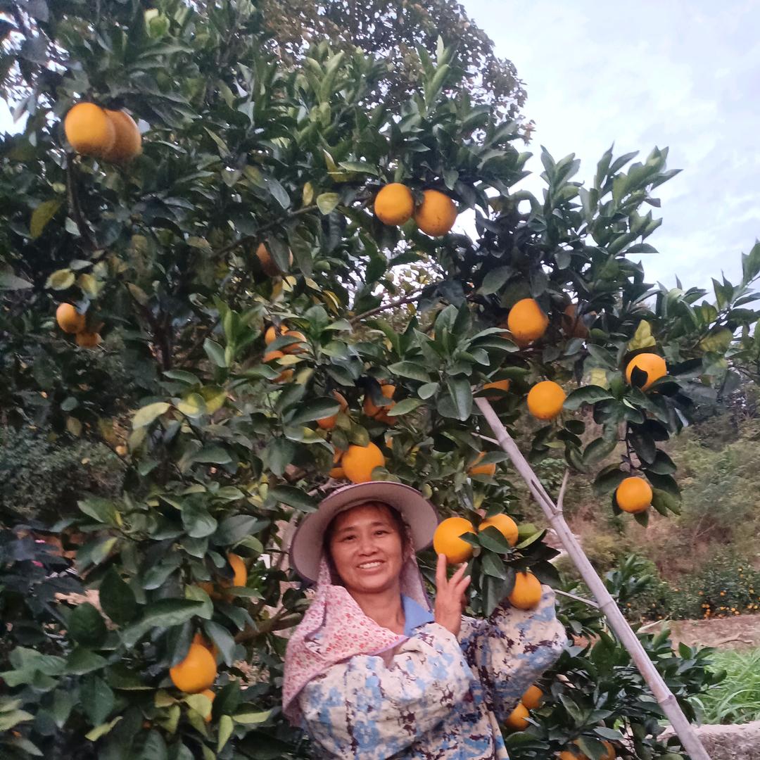 赣南脐橙英子苗木