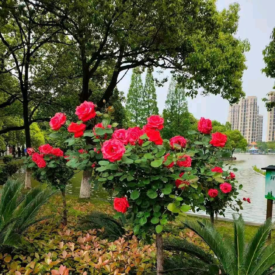萍水相蓬
