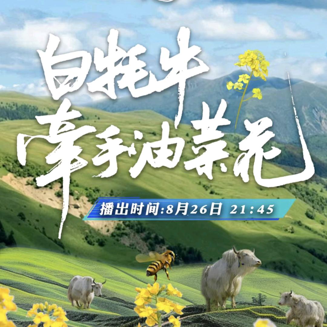 青藏喀央放牛哥wo8096239