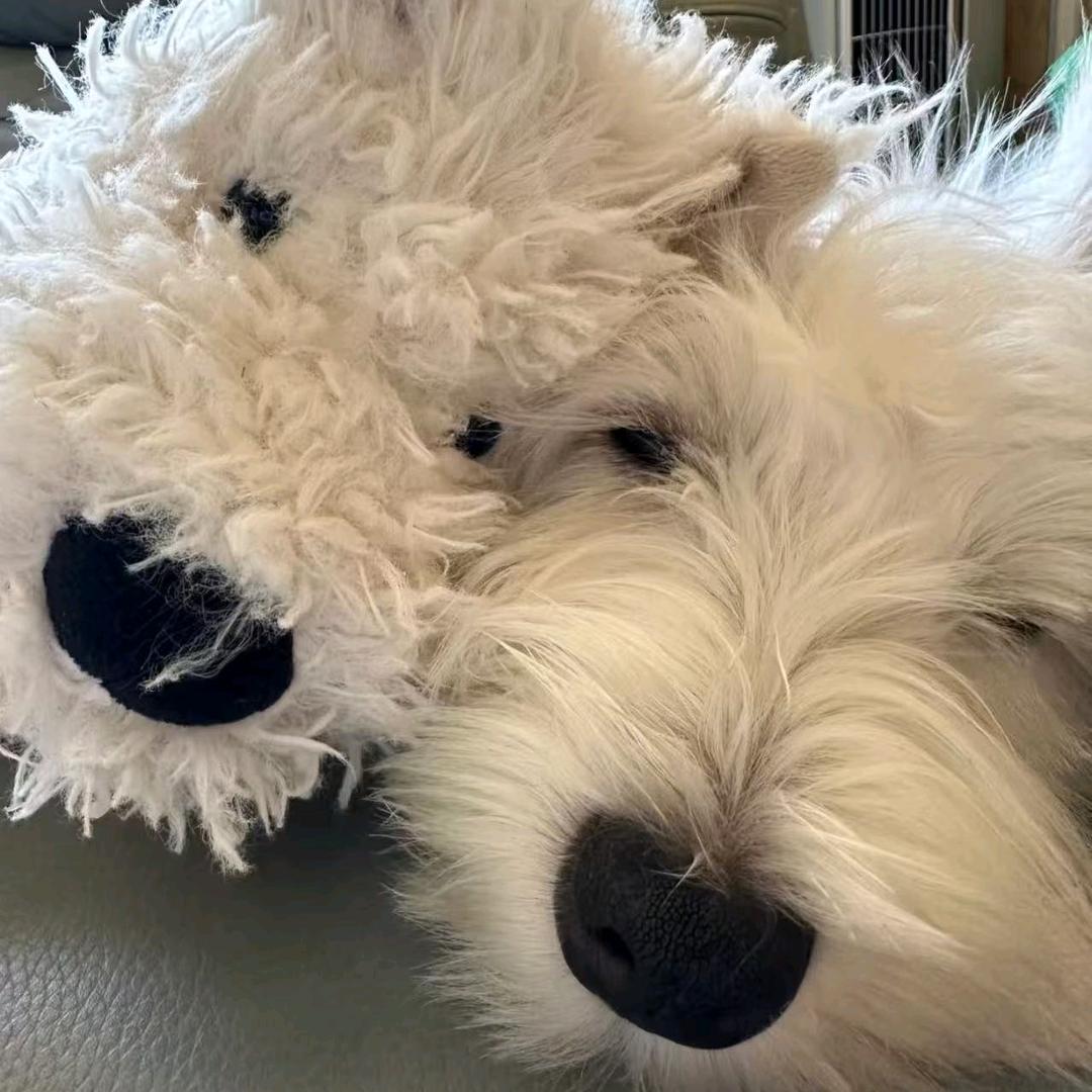 翎盛观赏鱼（支持批发零售代发）