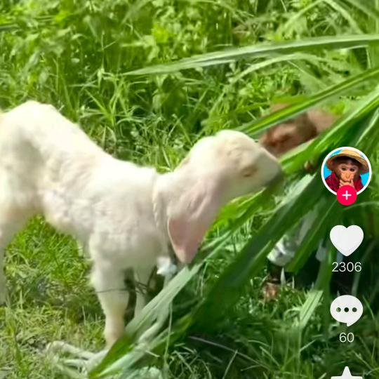 画虎画皮难画骨