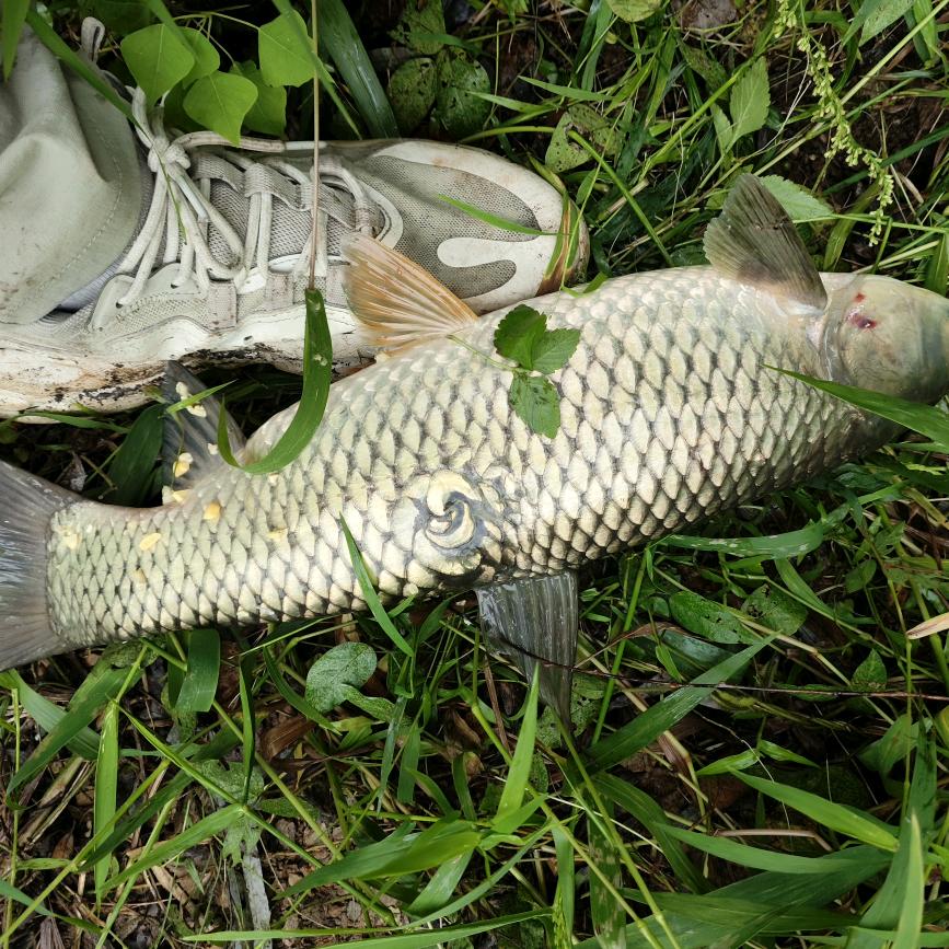 信阳野钓爆护地点分享